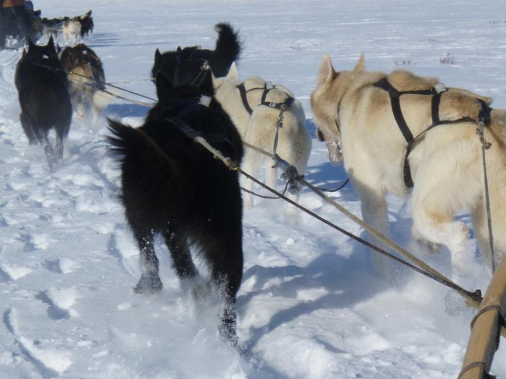 Engholm Husky Design Lodge Karasjok Bagian luar foto